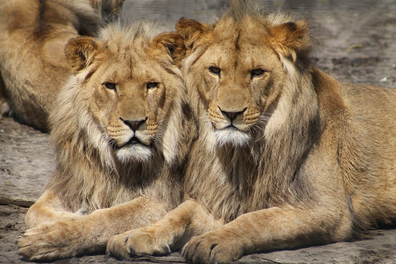 lions, zoo, animal